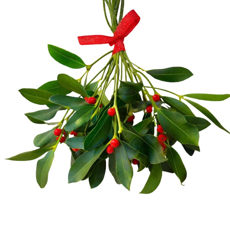 Descubre Esencia Aromática Muérdago en fragancias navideñas. Ideal para velas, jabones y perfumes DIY. Compra ahora en Gran Vela