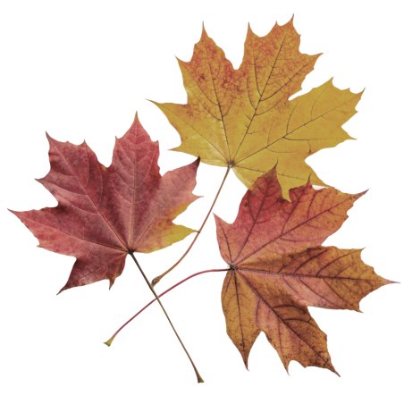 Compra esencia aromática Hojas de Otoño en Gran Velada. Ideal para jabones, velas y cosméticos. ¡Perfecta para capturar la fresc