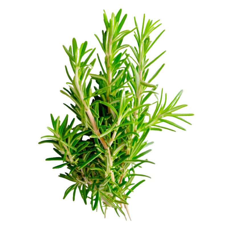 En Gran Velada puedes comprar aceite esencial de romero. Es ideal para hacer productos para el pelo. Calidad y buen precio. Enví