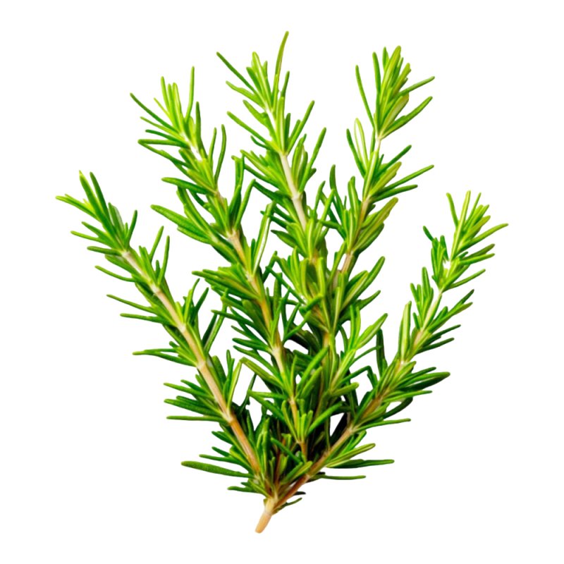 Aceite de Romero venta a particulares y empresas. Tienda online materias primas cosméticas certificadas al mejor precio. Enví­o 