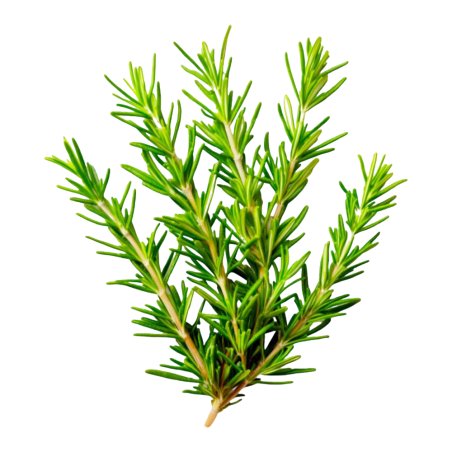 Aceite de Romero venta a particulares y empresas. Tienda online materias primas cosméticas certificadas al mejor precio. Enví­o 