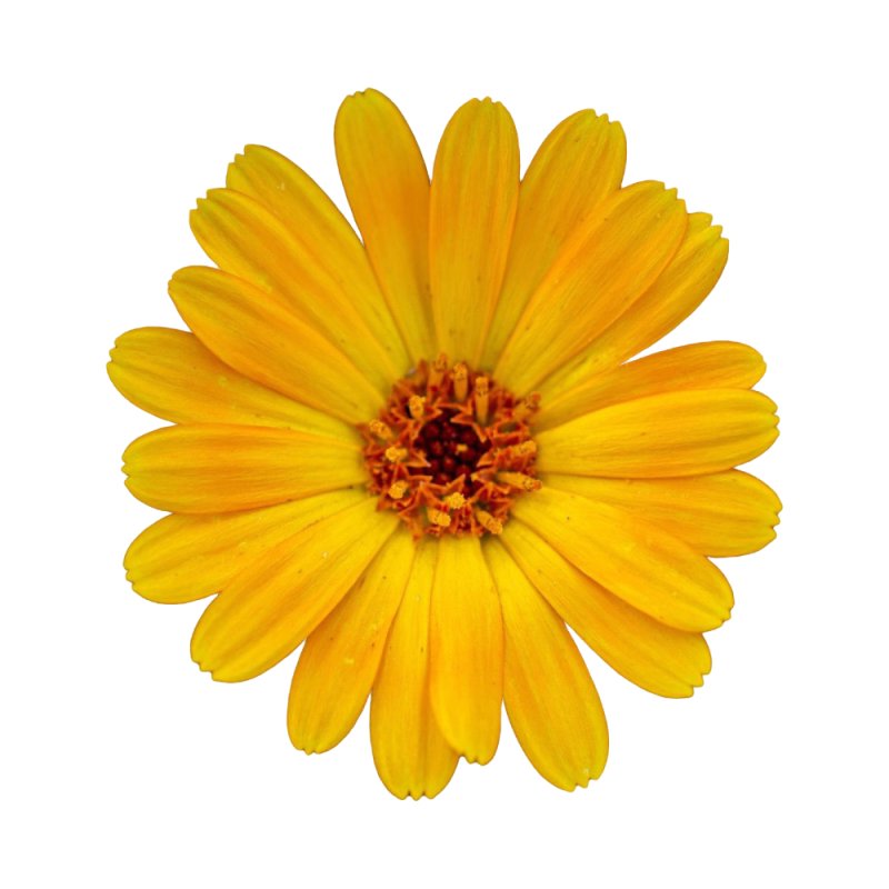En Gran Velada puedes comprar extracto de calendula para la piel con acción calmante e hidratante. ¡Calidad y buen precio! Envío