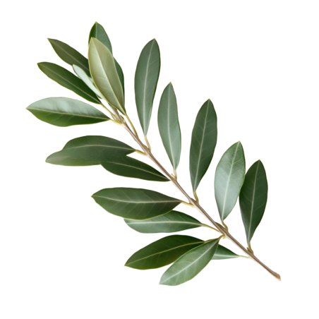 Extracto oleoso de laurel. Fortalece el cabello y purifica la piel. Ideal para champús, cremas y aceites. ¡Cómpralo en Gran Vela