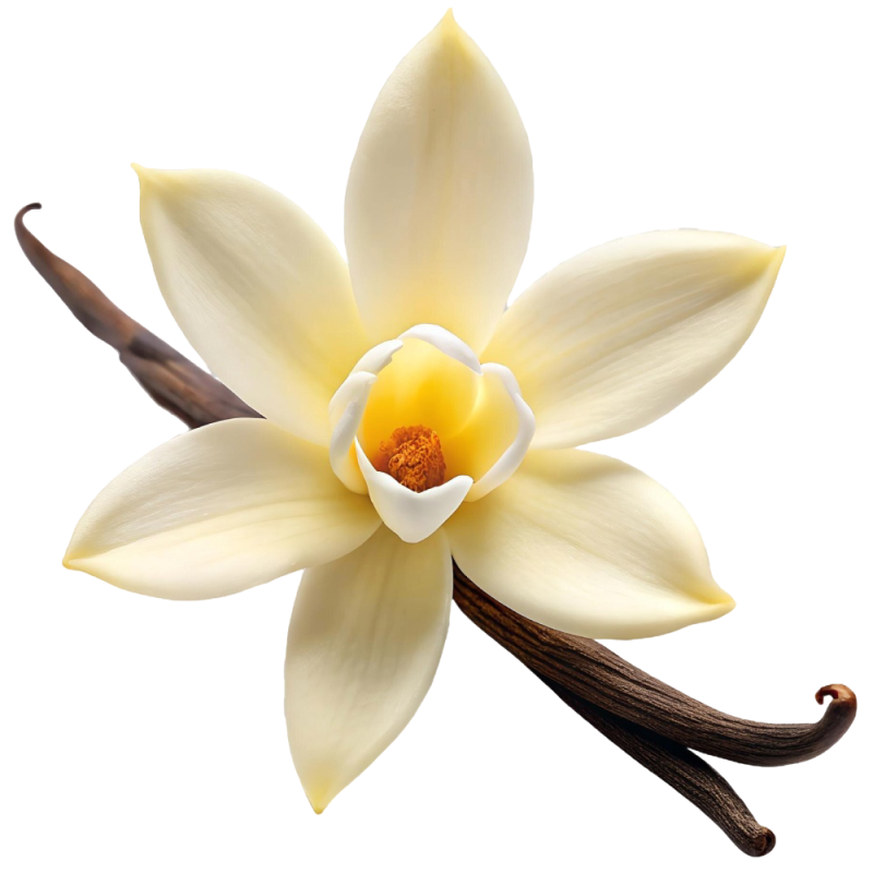 Base vegetal para aceite de masaje de vainilla. Nutre y suaviza la piel. Personalízala con esenciales. ¡Descúbrela en Gran Velad