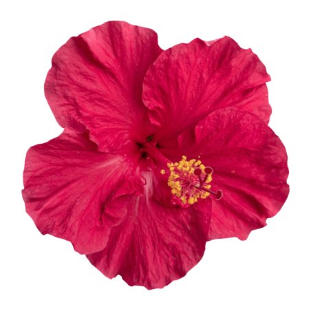 Hidrata y revitaliza tu piel con extracto oleoso de hibisco. Ideal para cremas y bálsamos naturales. ¡Consíguelo en Gran Velada!