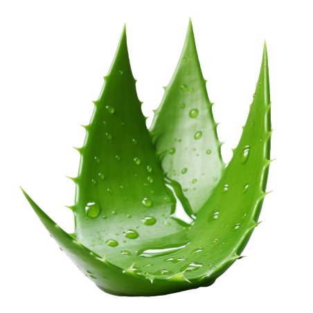 Compra agua de aloe en Gran Velada para usar como fase acuosa en cremas, tónicos y geles hidratantes caseros. Hidratación natura