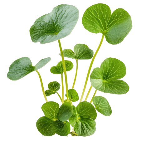 Para disfrutar de los beneficios del extracto de centella asiatica, hazte con este producto de Gran Velada y añadelo a tus cosme