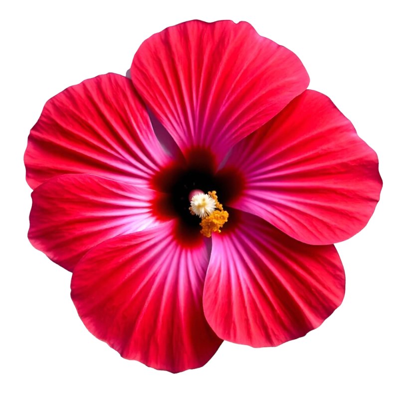 Esencia de hibisco floral y afrutada. Ideal para cosmética, velas y ambientadores. Fresca y exótica. ¡Cómprala en Gran Velada! -