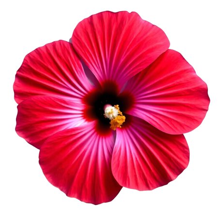 Esencia de hibisco floral y afrutada. Ideal para cosmética, velas y ambientadores. Fresca y exótica. ¡Cómprala en Gran Velada! -