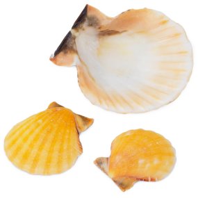 Conchas pecten vexillium orange 4-5 cm