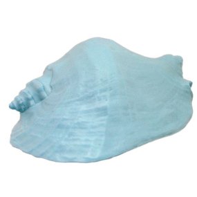 Molde para fazer velas Caracola marinha natural grande