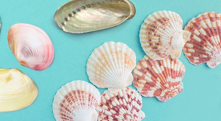 Conchas de mar