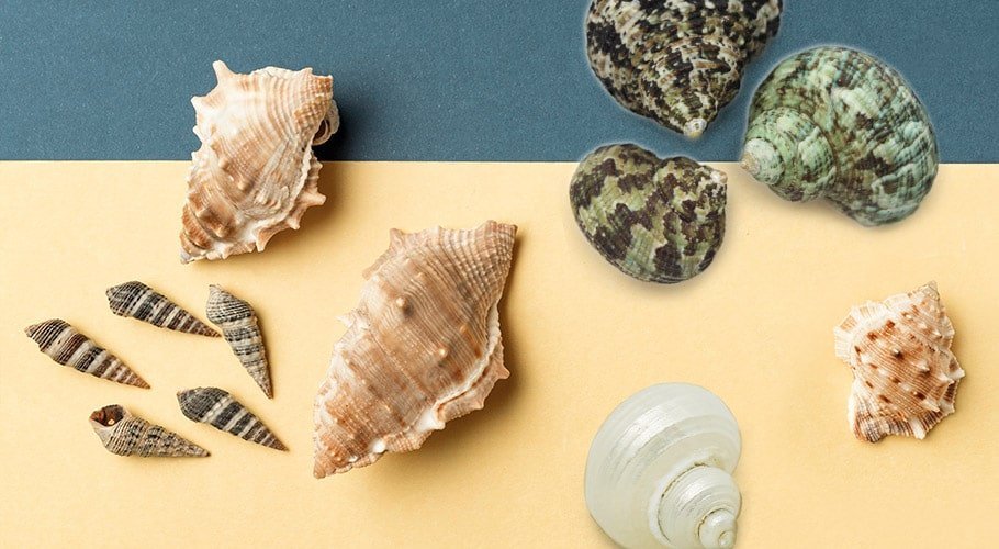 Caracolas de mar