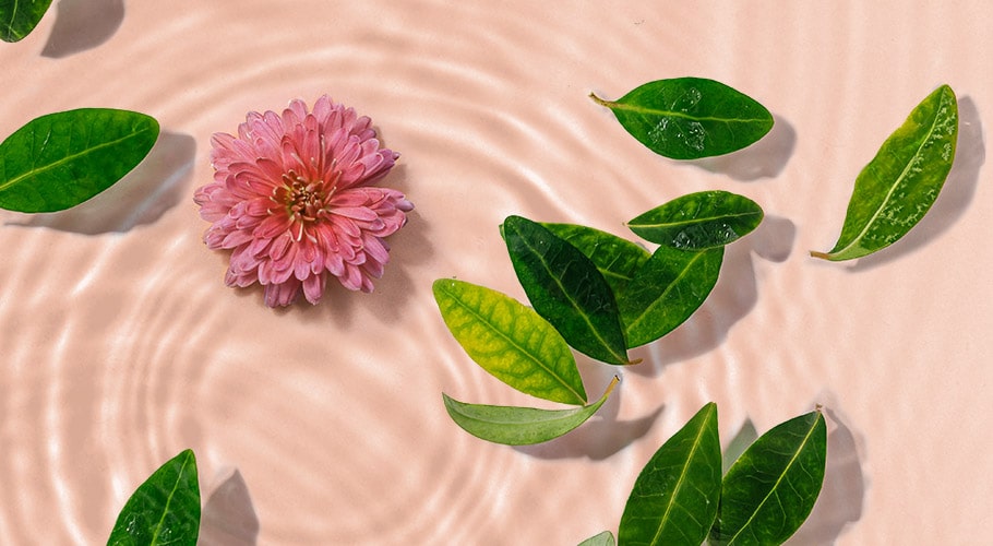 Leches, aguas e hidrolatos