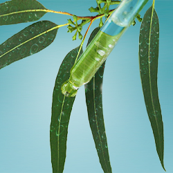 Esencia aromatica de eucalipto